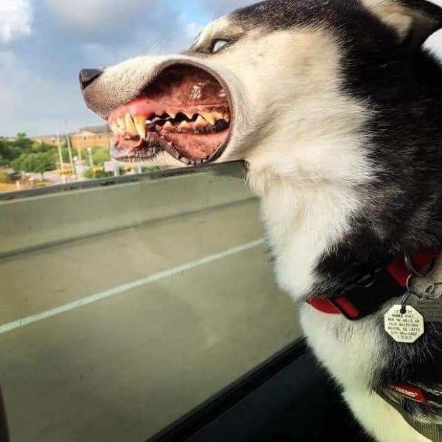 dogs54_027