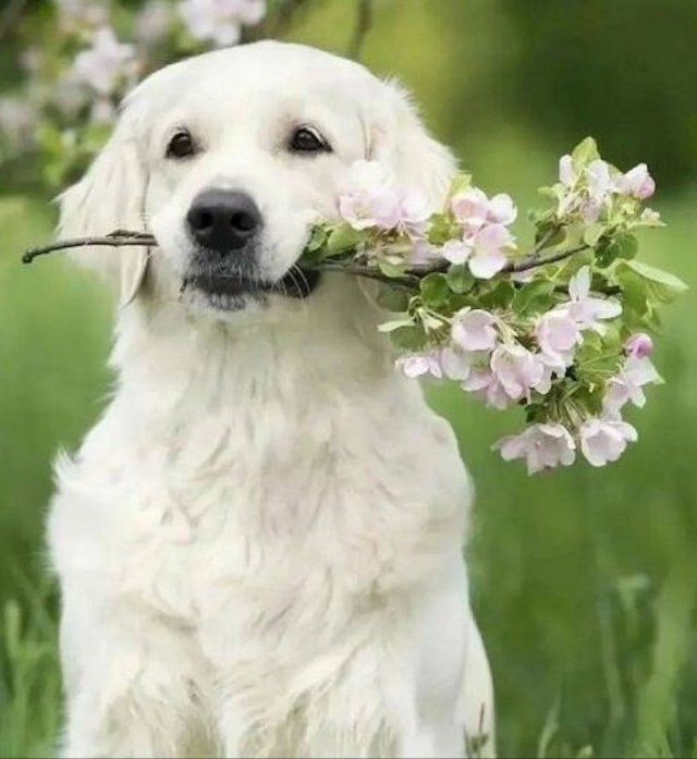dogs54_029