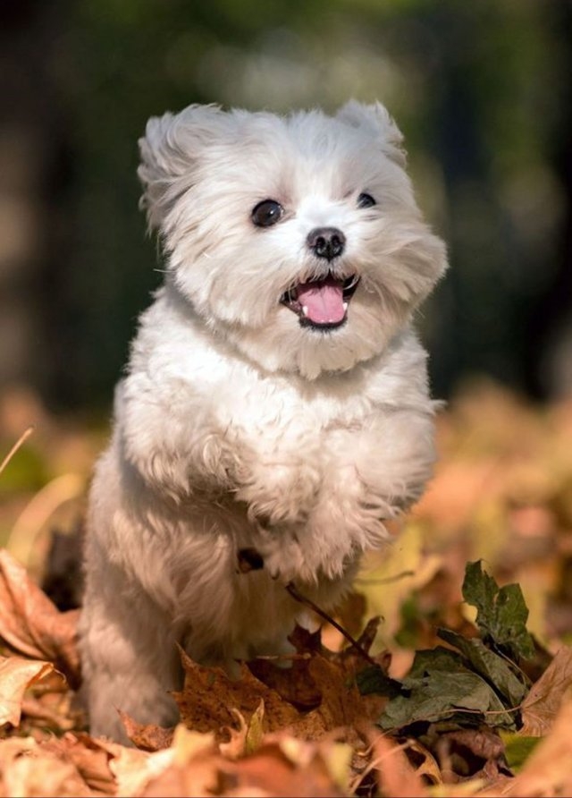 dogs54_030
