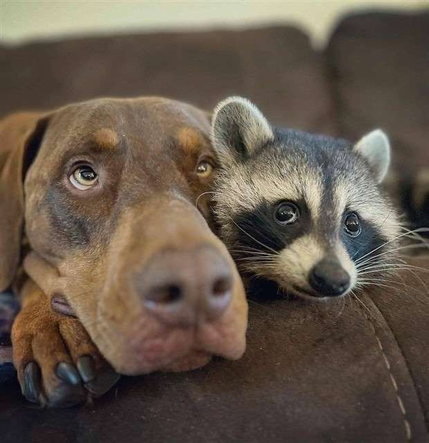 dogs54_031