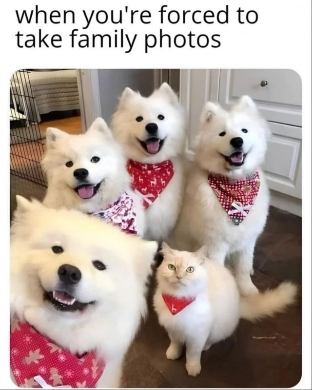dogs54_032