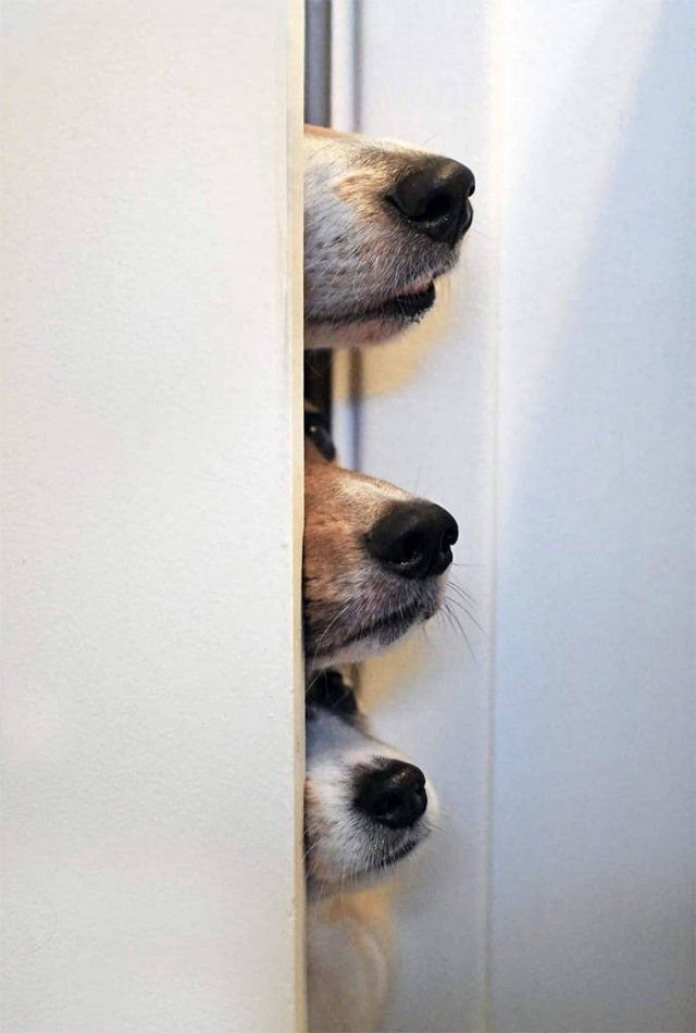 dogs54_033