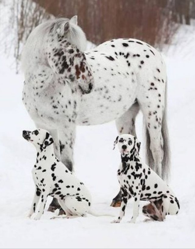dogs54_035
