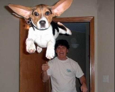 dogs54_036