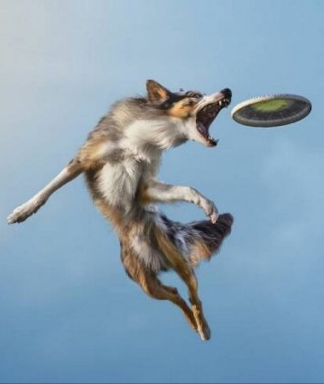 dogs54_037