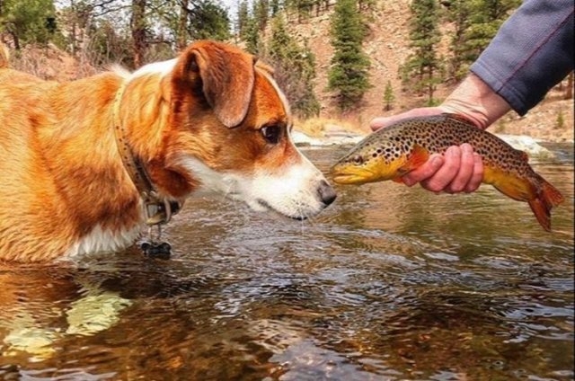 dogs54_038