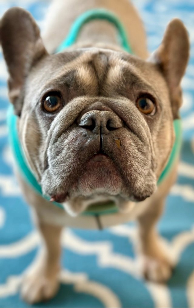 dogs54_039