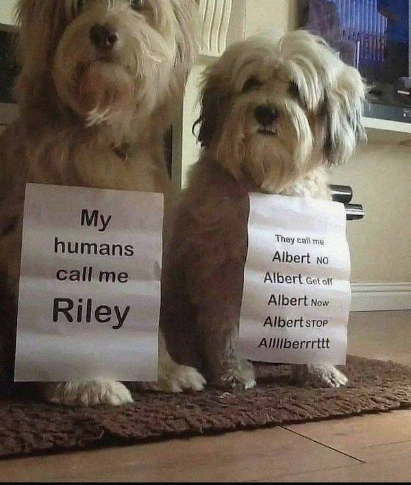 funnyanimals165_035