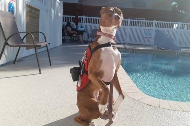 dogs57_001