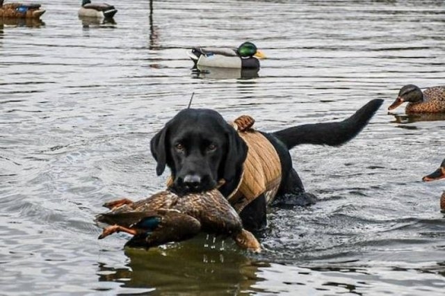 dogs57_002