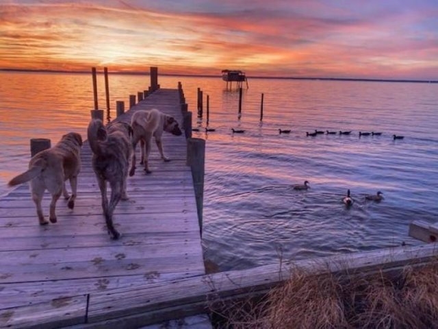 dogs57_006
