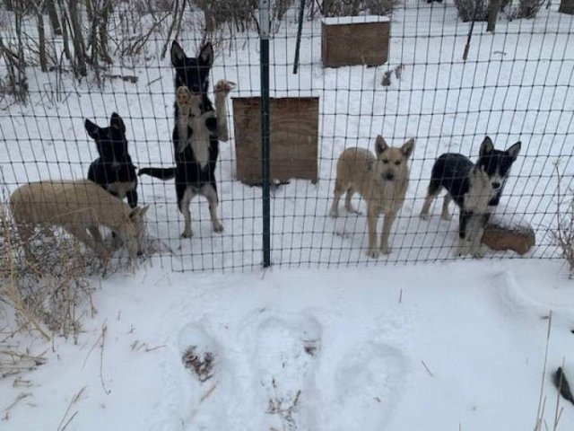 dogs57_014