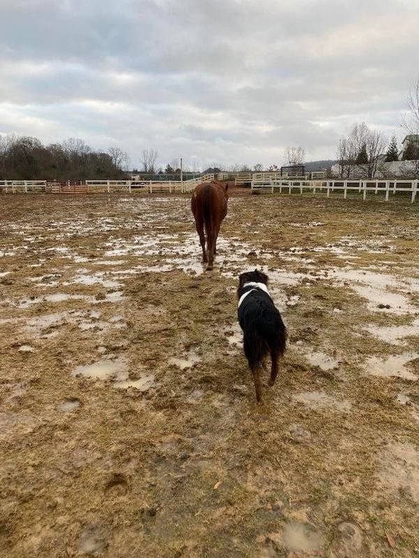 dogs57_017