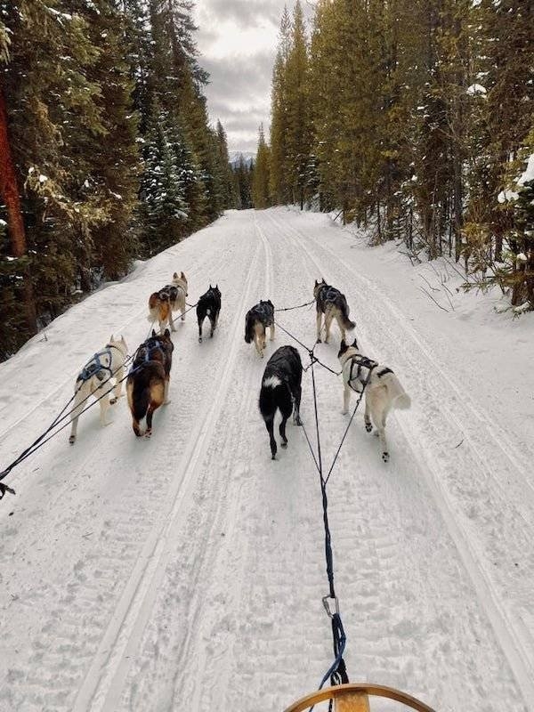 dogs57_019