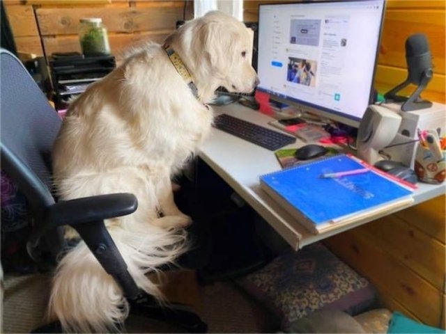 dogs57_020