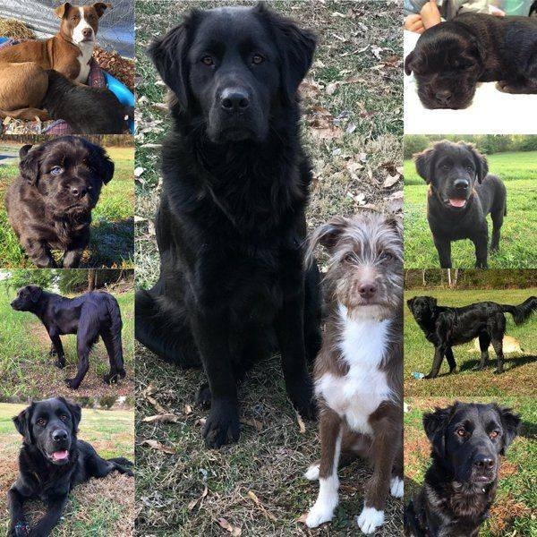 dogs57_023