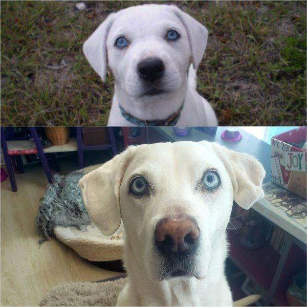 dogs57_026