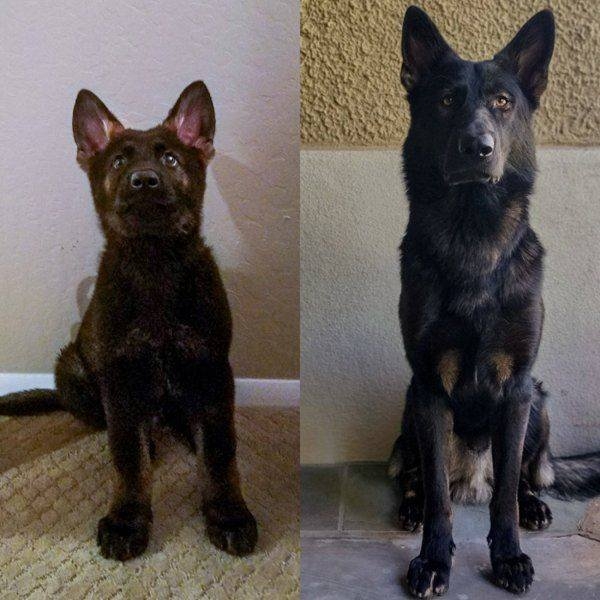 dogs57_028