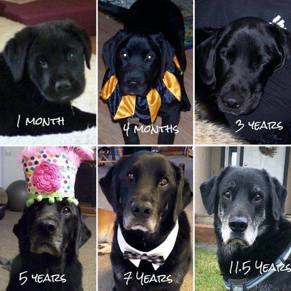 dogs57_033