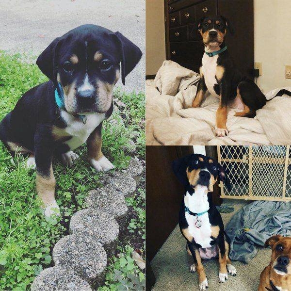 dogs57_037