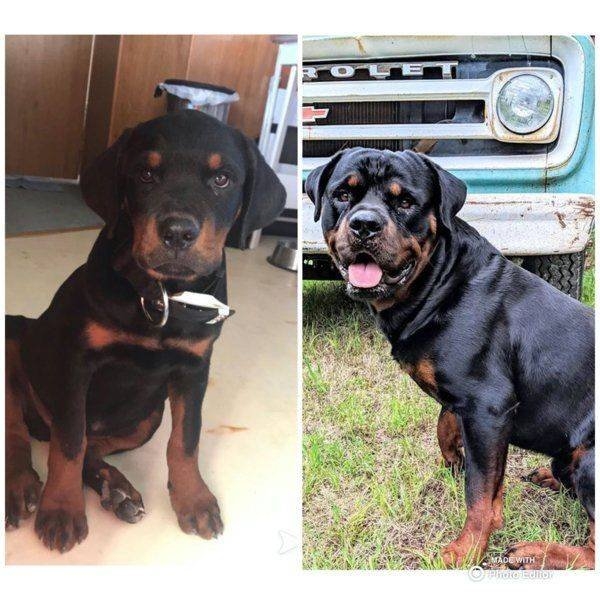 dogs57_039