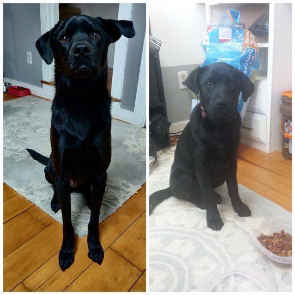 dogs57_040