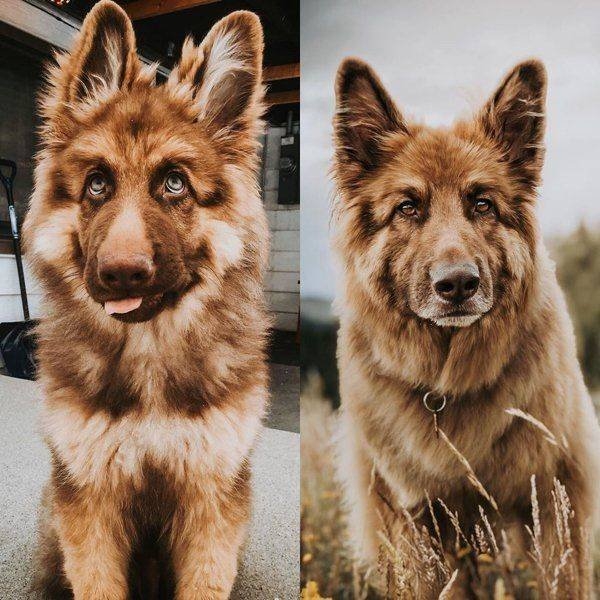 dogs58_001