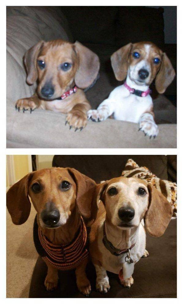 dogs58_014