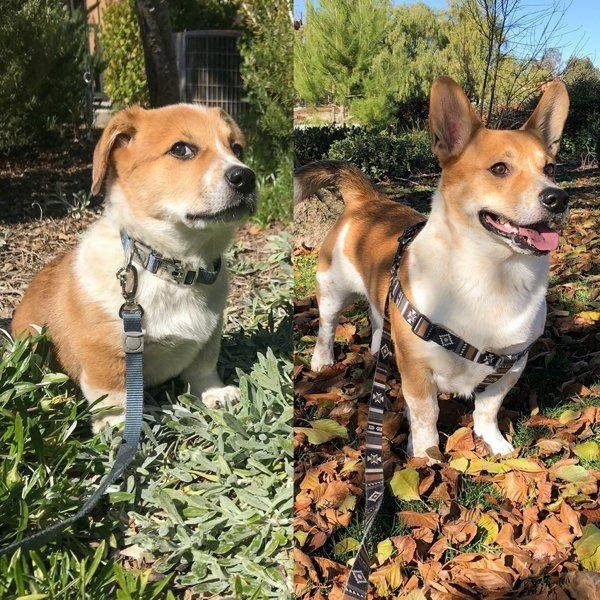 dogs58_015