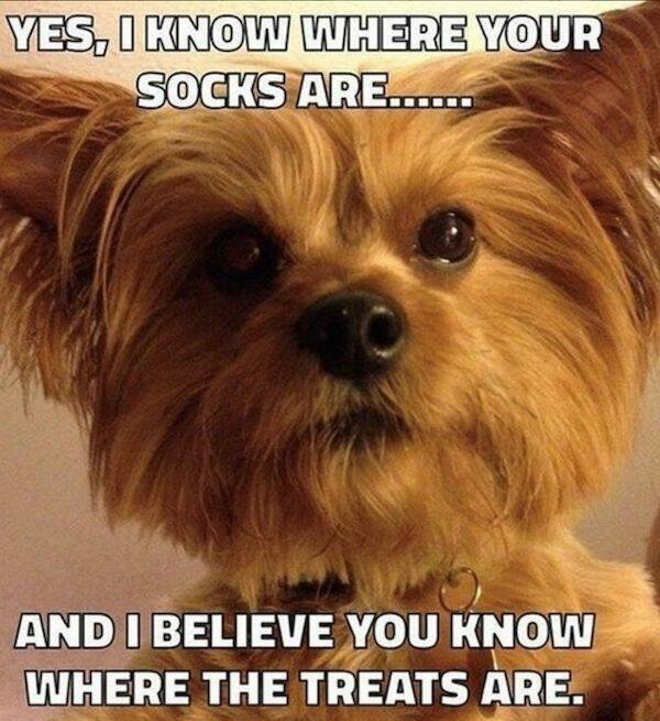 dogs58_018