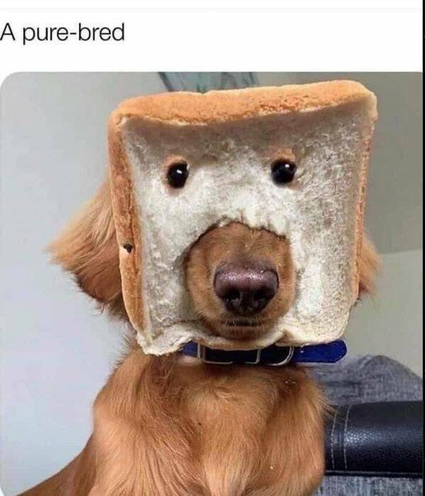 dogs58_020