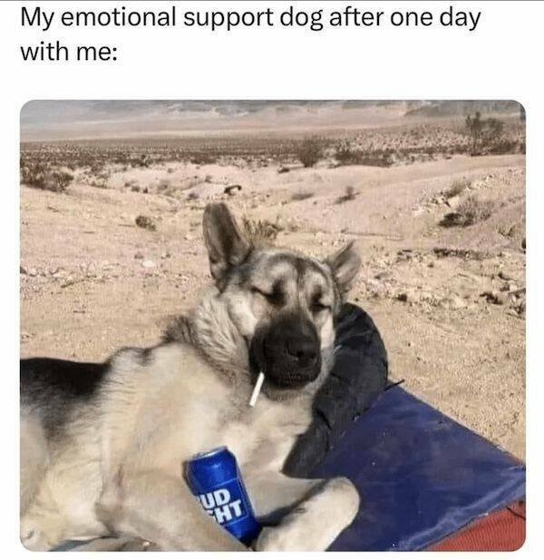 dogs58_021