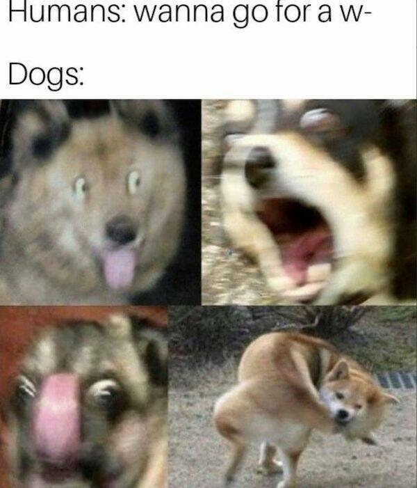 dogs58_024