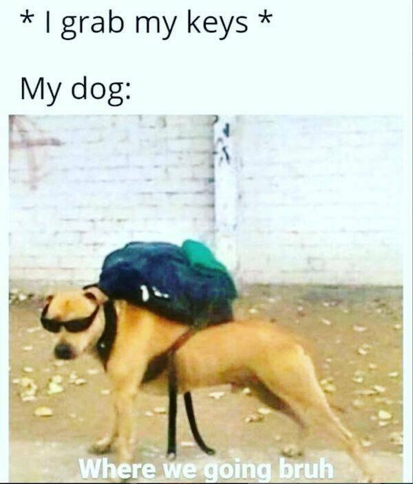 dogs58_026