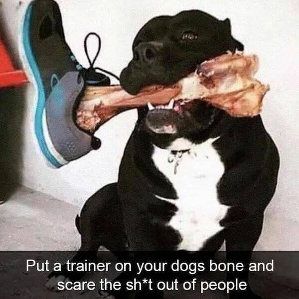 dogs58_027