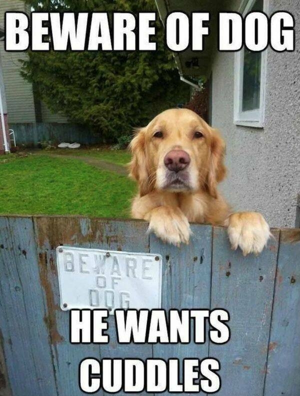 dogs58_028