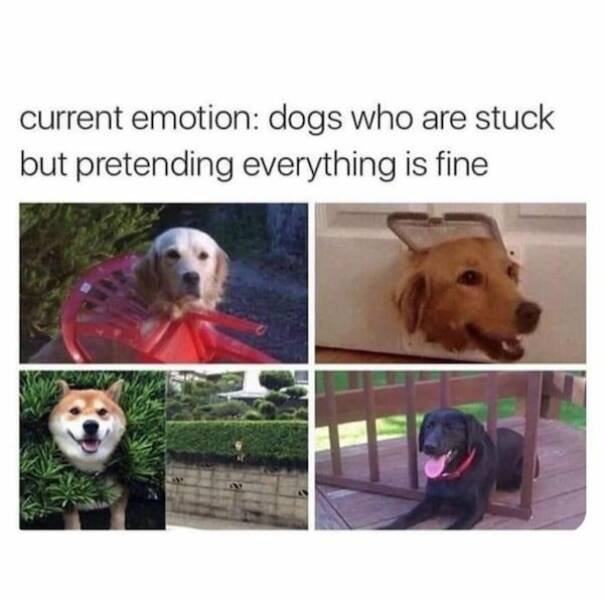 dogs58_030