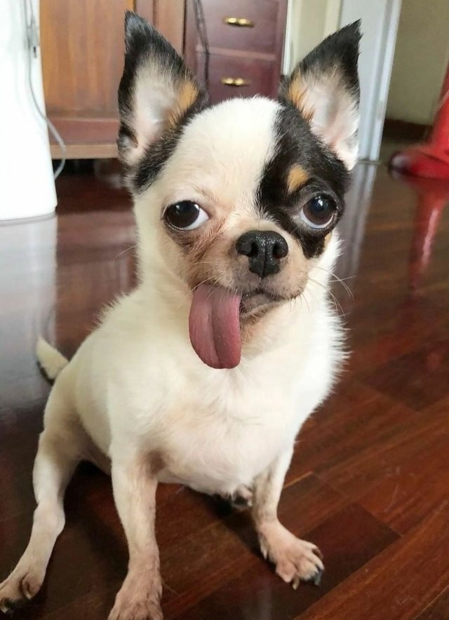 dogs58_040