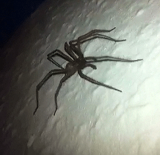 interestingfacts97_007