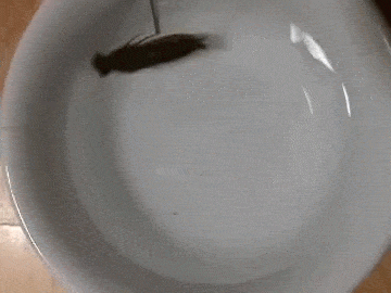 interestingfacts97_012