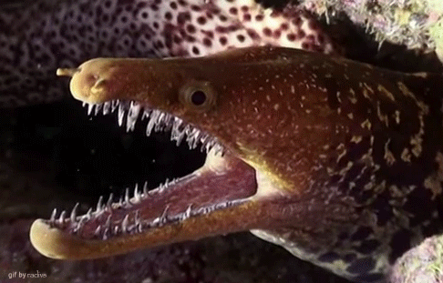 interestingfacts99_006