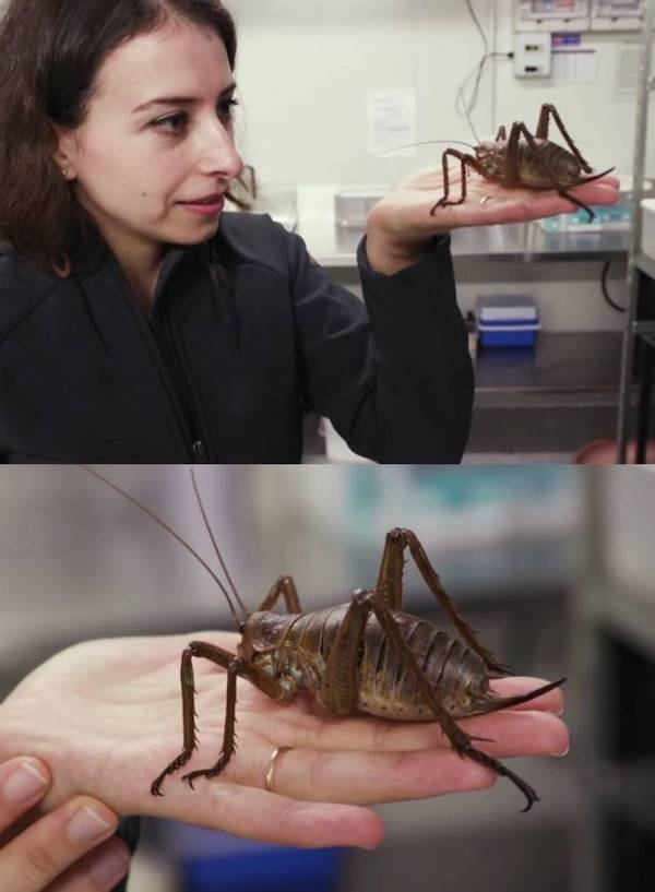 strangedesigns40_012