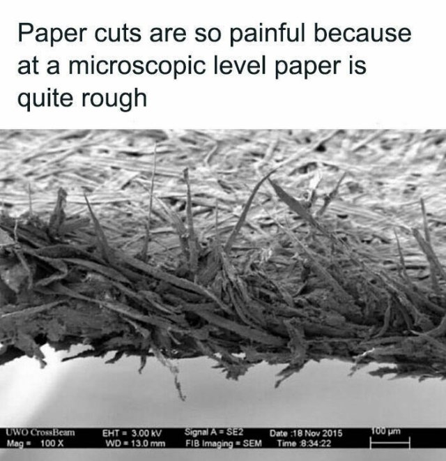 interestingfacts100_014