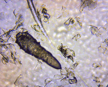 interestingfacts107_003