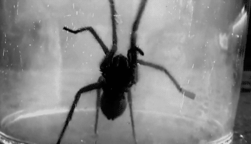 interestingfacts111_003