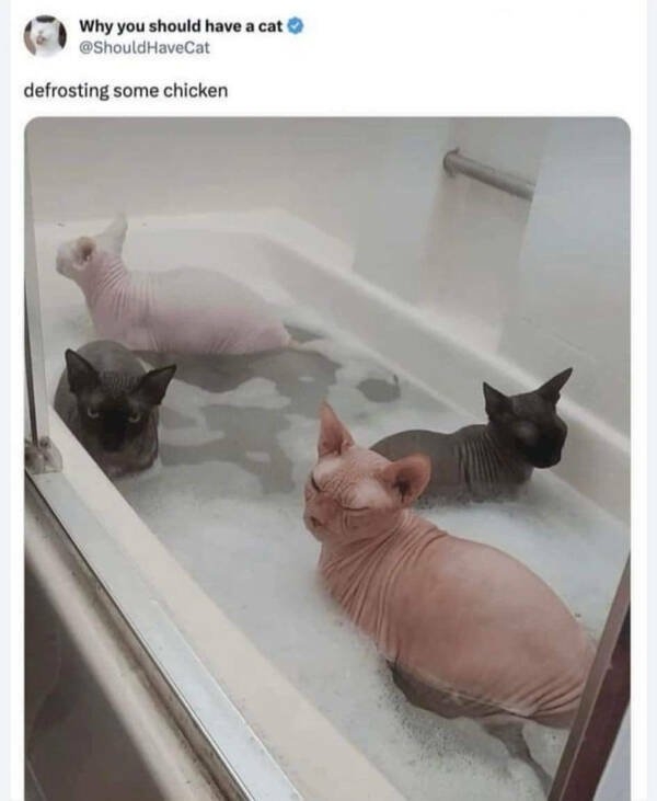 funnymemes204_019