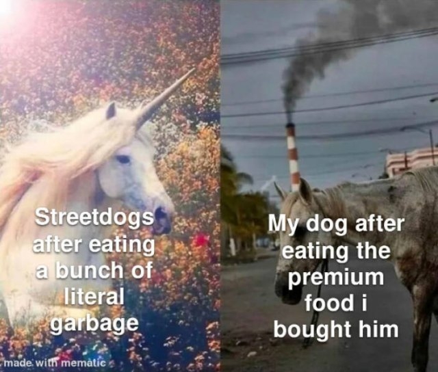 funnymemes204_020