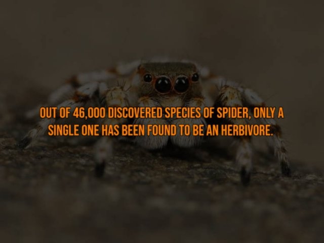 interestingfacts117_006