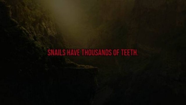 interestingfacts119_007