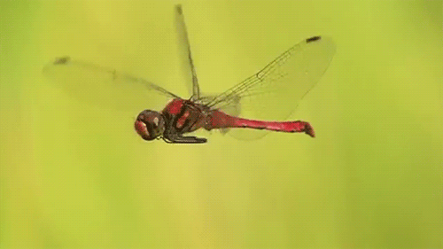 interestingfacts120_010